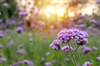 In Teaneck, NJ, Lisa Mason and Douglas Rivas Learned About How To Keep Verbena Blooming All Summer 