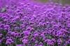 In 91387, Yadiel Butler and Kareem Hurley Learned About Is Verbena An Annual 