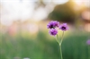 In Scotch Plains, NJ, Jaidyn Campbell and Samuel Floyd Learned About Clump Verbena 